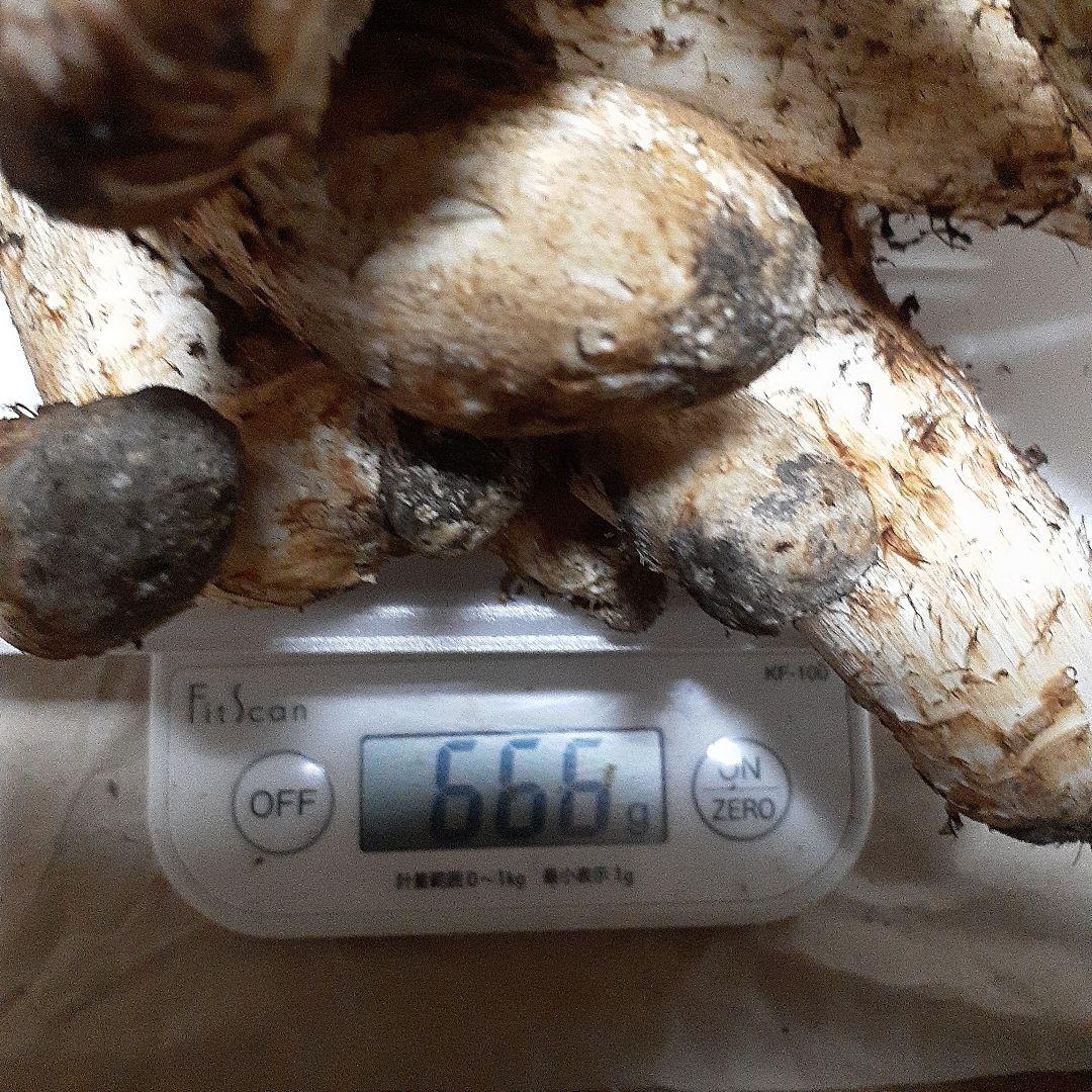 岩手県産　松茸　本日採れ　660g！！！！