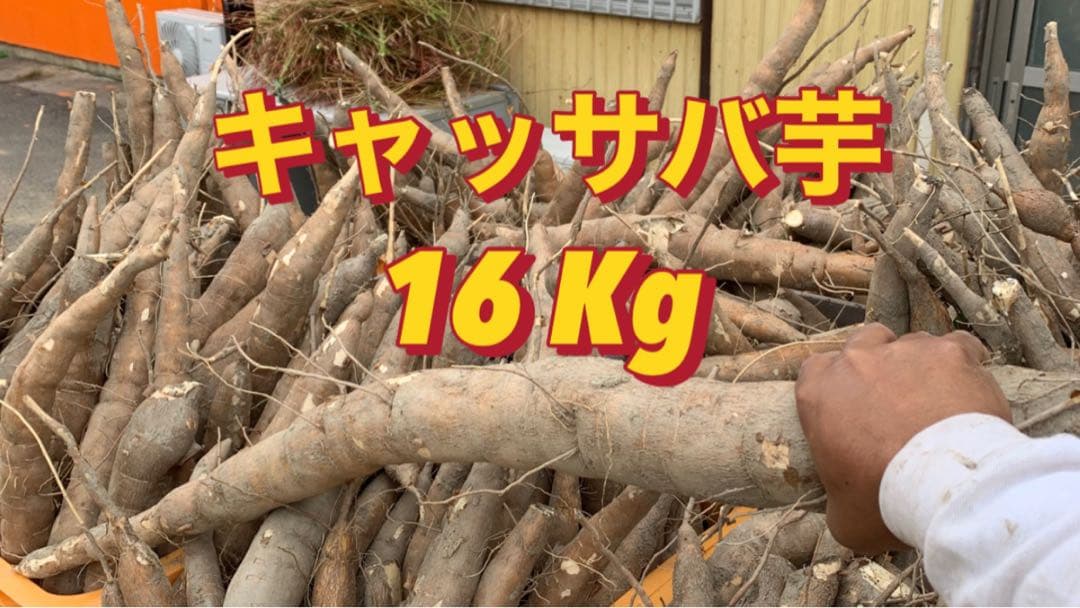 キャッサバ芋 16Kg 新鮮