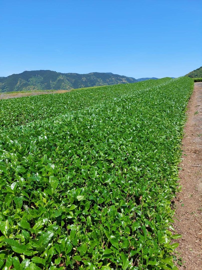 2025年 静岡県産 新茶 100g×30袋