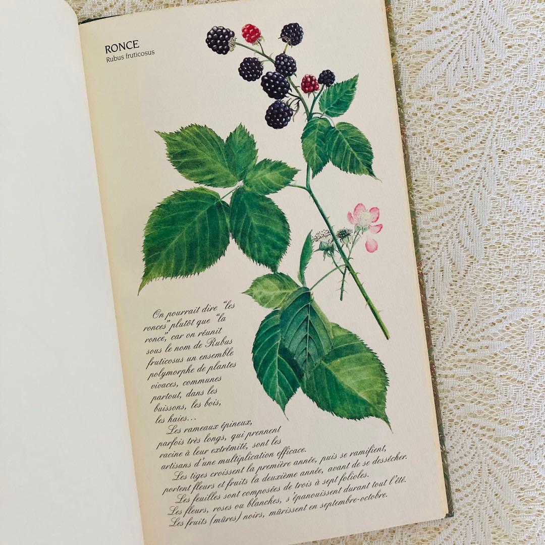 洋書　古書　フランスの植物図鑑　淡くやさしい水彩画♡　野の花　ハーブ
