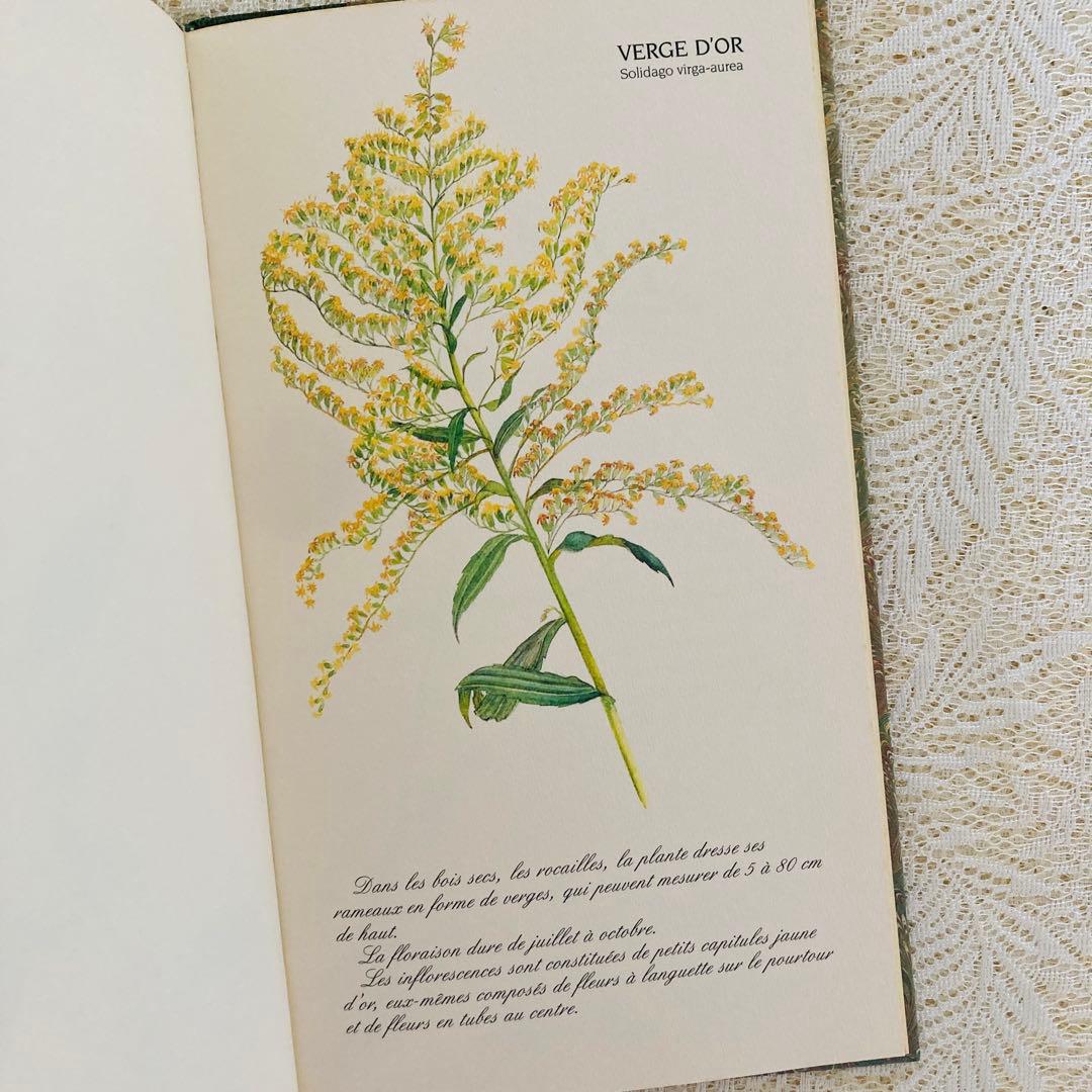 洋書　古書　フランスの植物図鑑　淡くやさしい水彩画♡　野の花　ハーブ