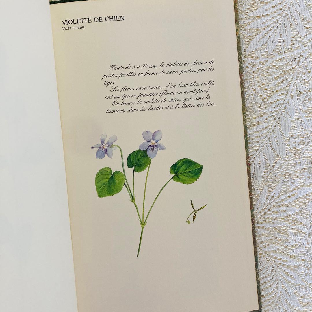 洋書　古書　フランスの植物図鑑　淡くやさしい水彩画♡　野の花　ハーブ