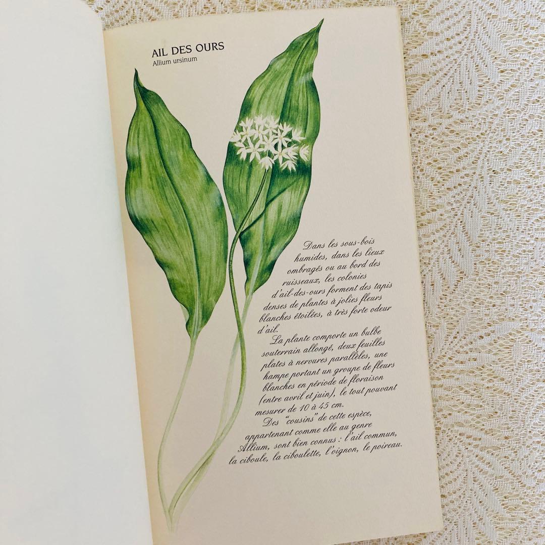 洋書　古書　フランスの植物図鑑　淡くやさしい水彩画♡　野の花　ハーブ