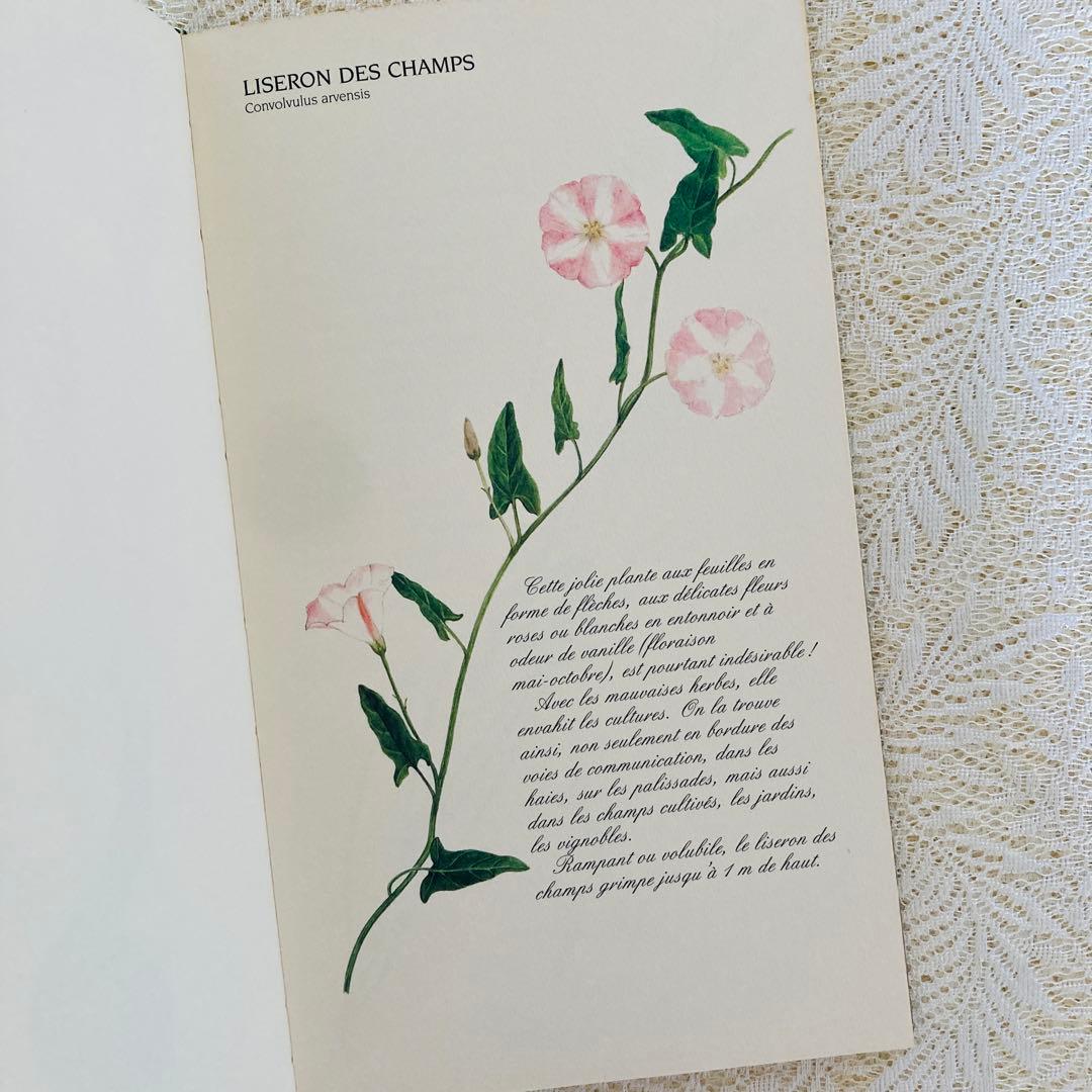 洋書　古書　フランスの植物図鑑　淡くやさしい水彩画♡　野の花　ハーブ