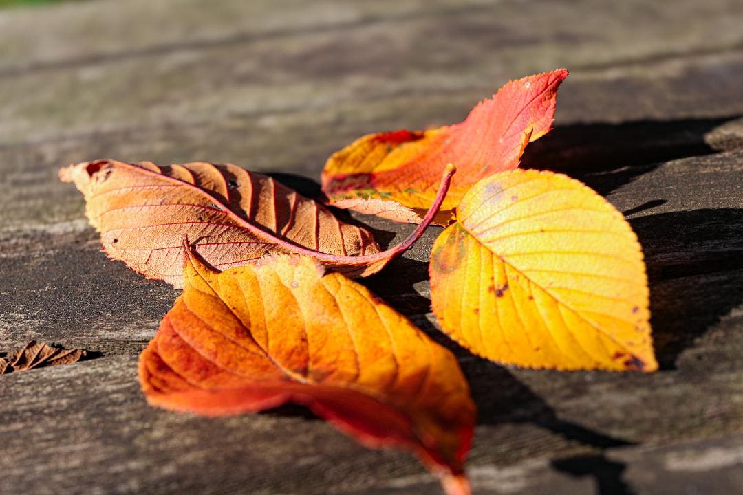 レンズ(単焦点) SIGMA 70mm F2.8 DG MACRO | Art 018