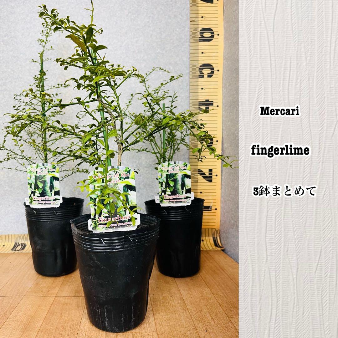 柑橘2年生　フィンガーライム接木苗／苗　3鉢セット　撮影品発送