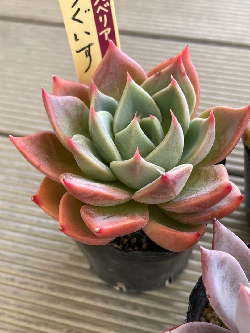 うぐいす　雲の花　ブルーバニラ　札付き　おらいさんミックスベリア　多肉植物