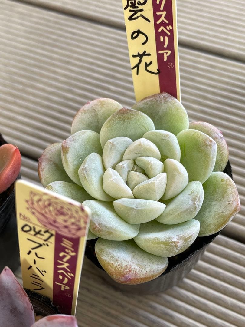 うぐいす　雲の花　ブルーバニラ　札付き　おらいさんミックスベリア　多肉植物