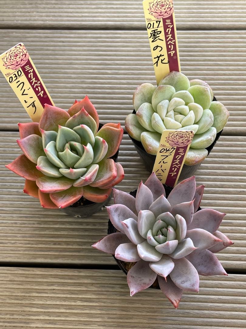 うぐいす　雲の花　ブルーバニラ　札付き　おらいさんミックスベリア　多肉植物