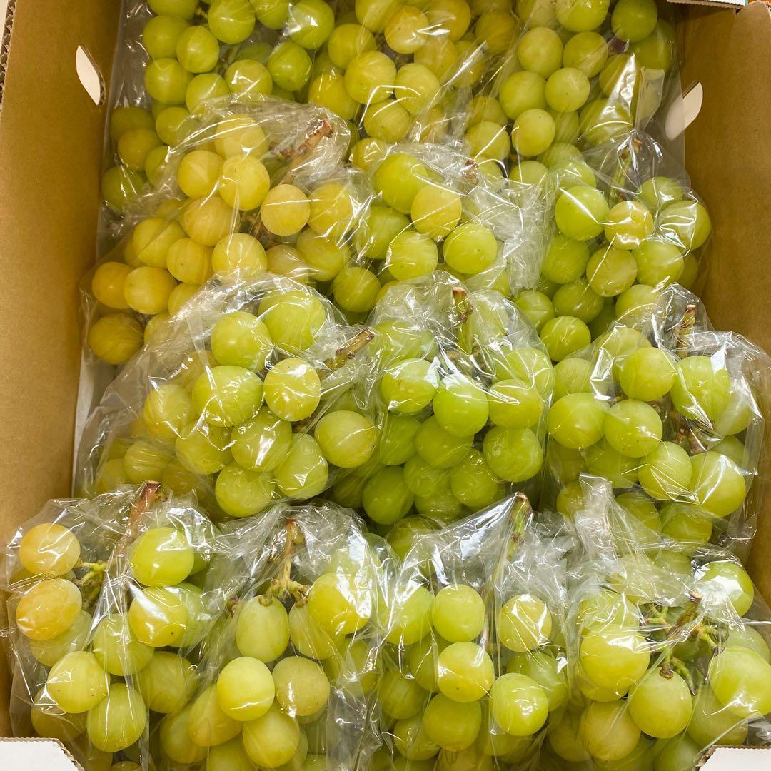 山梨県産　訳あり　家庭用　シャインマスカット　13房　箱込み5.5kg ②