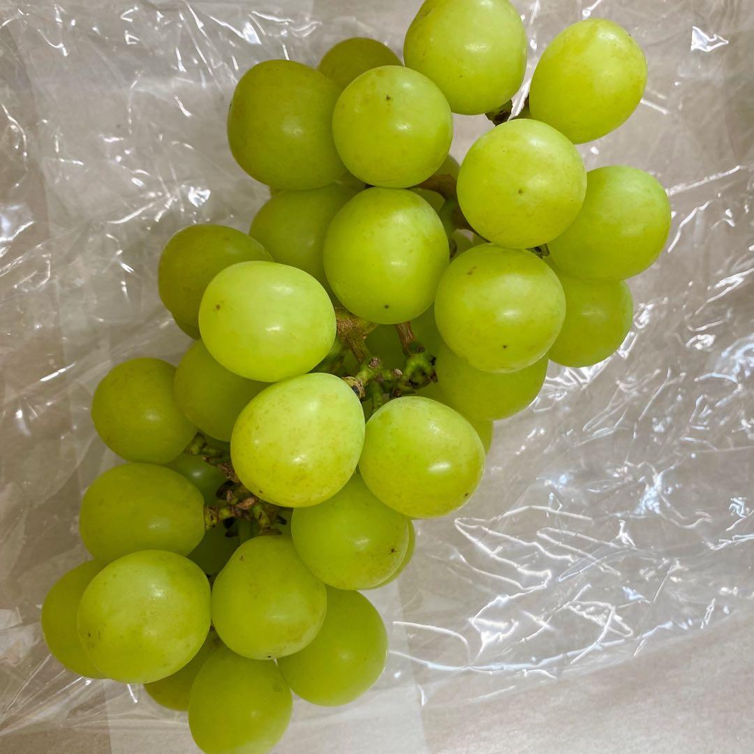 山梨県産　訳あり　家庭用　シャインマスカット　13房　箱込み5.5kg ②