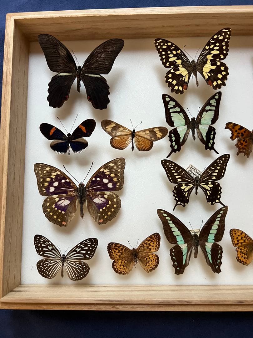 希少蝶の標本 ドイツ木製フレーム付き箱現状品のみ40x30x6cm