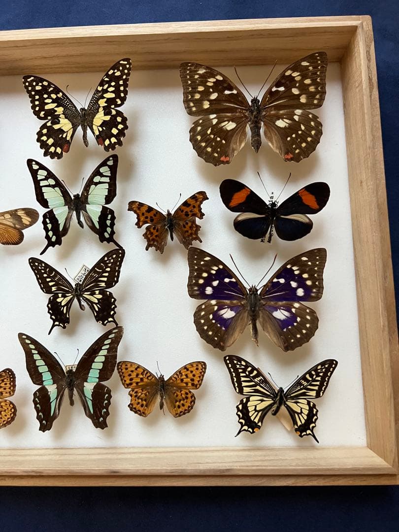 希少蝶の標本 ドイツ木製フレーム付き箱現状品のみ40x30x6cm