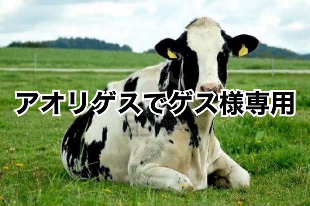 オレンジ、ブルー、ワイン、グリーン各色10本ずつ