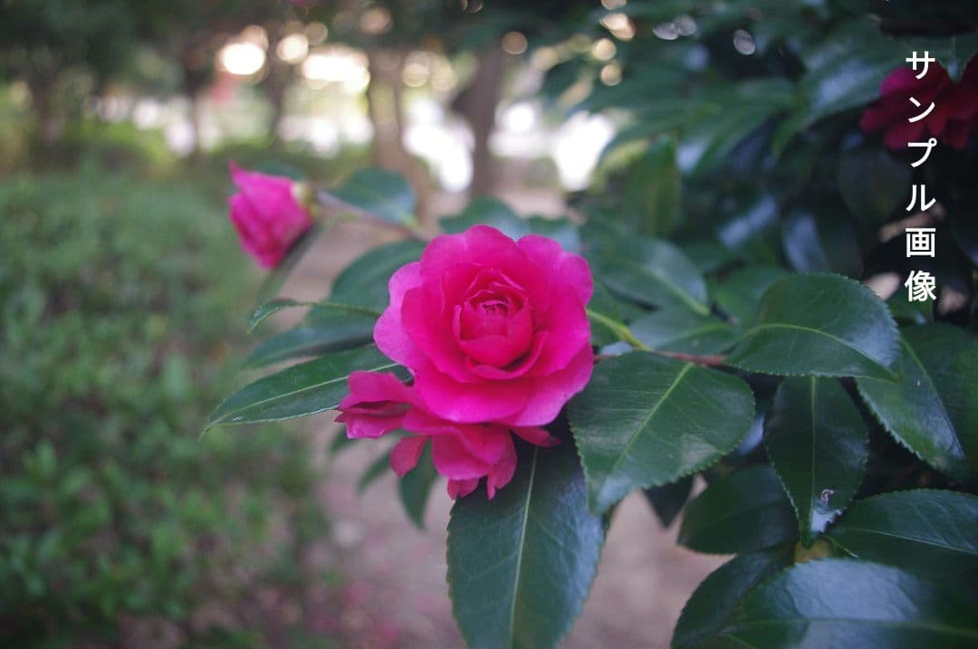 【オーダーカラー】ペンタックス K-x　ショット数3413枚　おまけ付