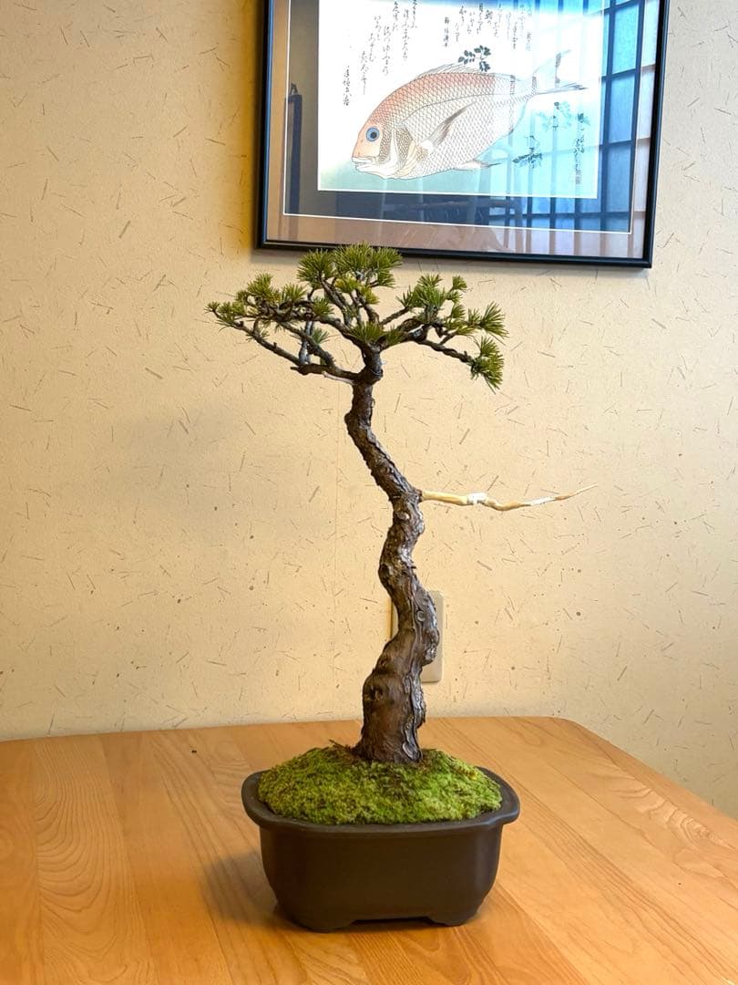 五葉松盆栽❗️ Ysh_sugawara69フォロワー様160人❗️サービス品