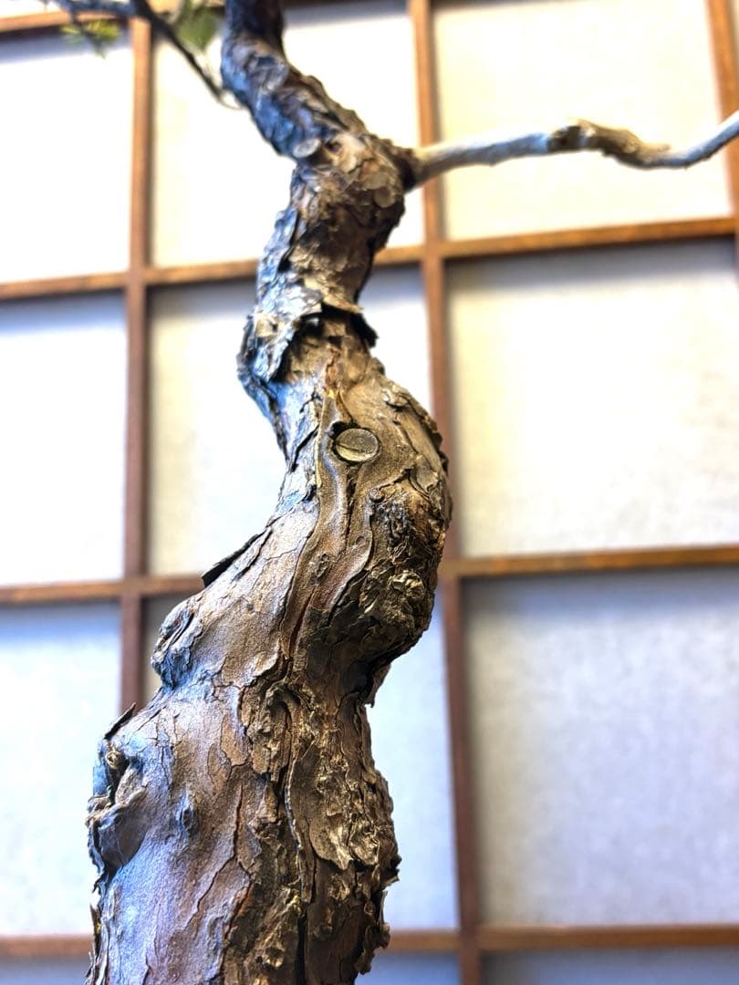 五葉松盆栽❗️ Ysh_sugawara69フォロワー様160人❗️サービス品