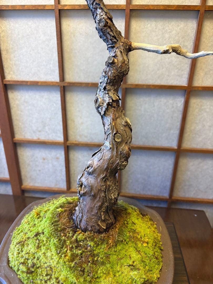 五葉松盆栽❗️ Ysh_sugawara69フォロワー様160人❗️サービス品