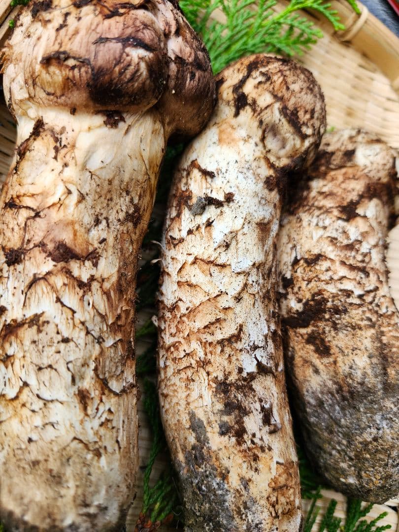 長野県　松茸　信州　栂松茸 3本セット