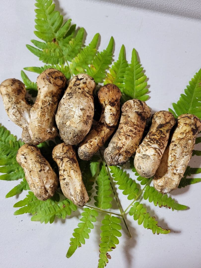 10月13日採り 岩手県産 松茸 マツタケ 国産 まつたけ