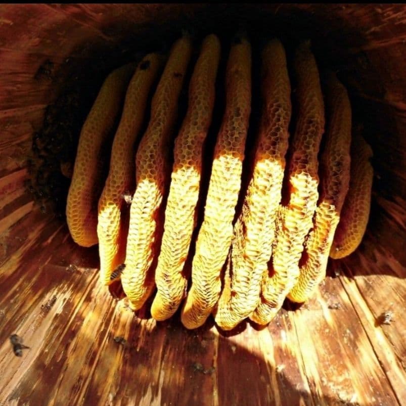 日本蜜蜂のはちみつ　蜂蜜　結晶化　百花蜜　ニホンミツバチ　国産　非加熱　無添加