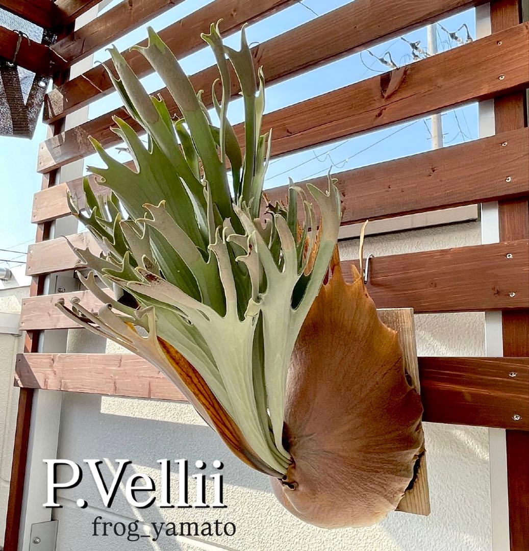 オリジナル pup vellii ベリー ビカクシダ veitchii