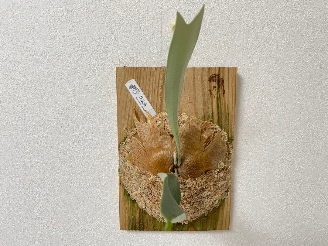 オリジナル pup vellii ベリー ビカクシダ veitchii