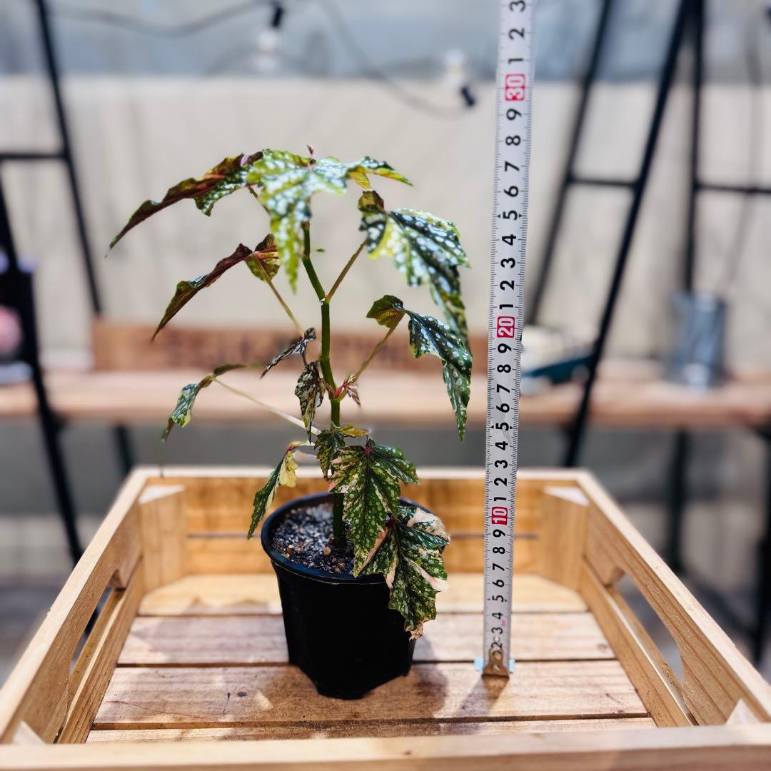 R*9様 10 ベゴニア　イズモノキラボシ　斑入り　ピンク斑に変化　激激レア　日