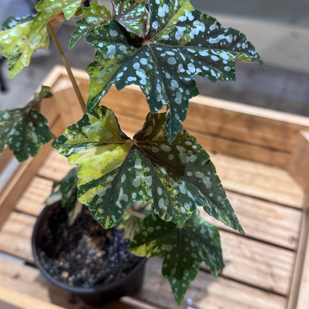 R*9様 10 ベゴニア　イズモノキラボシ　斑入り　ピンク斑に変化　激激レア　日