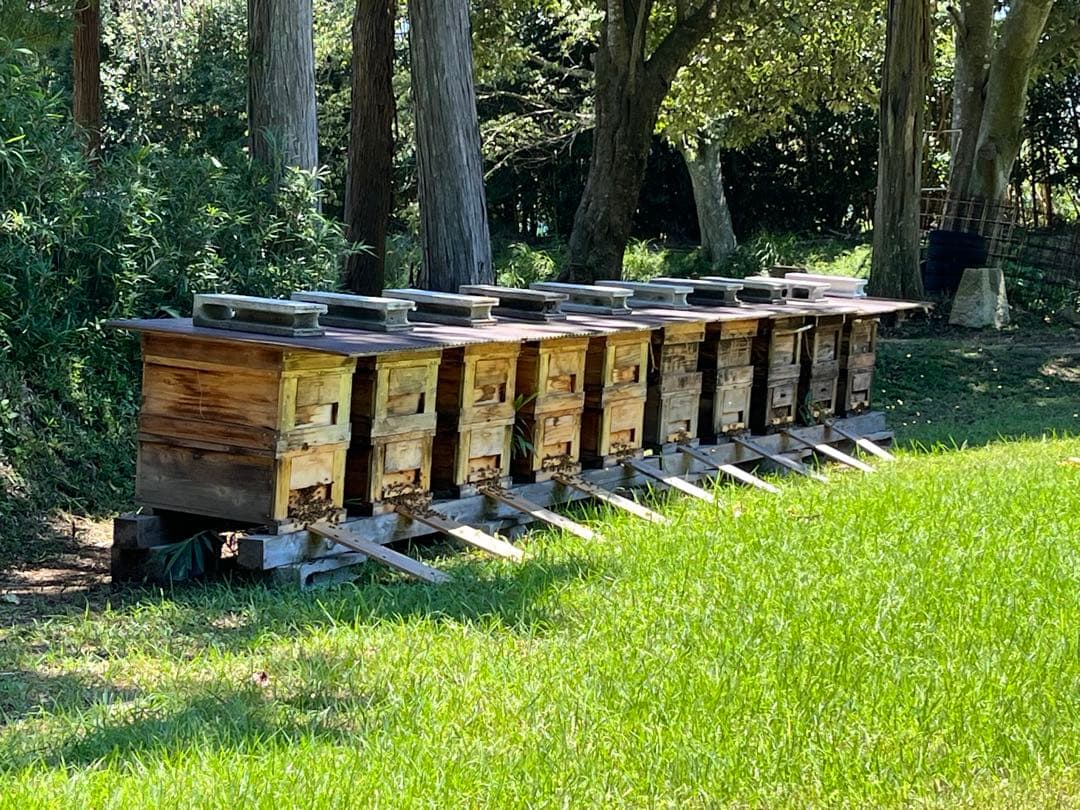 西洋蜂蜜　非加熱　1200g✖️2