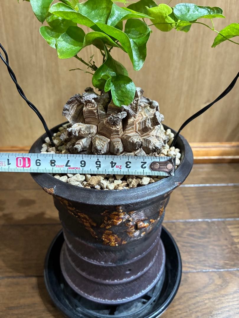 アルビ　美株　亀甲竜