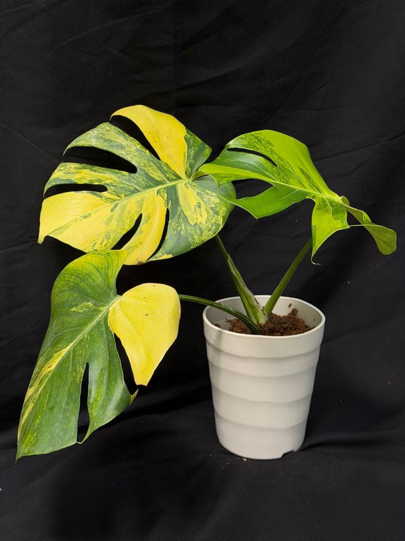 し*★様 1Bモンステラ デリシオーサ イエローマリリン 黄班 大株 オーレア