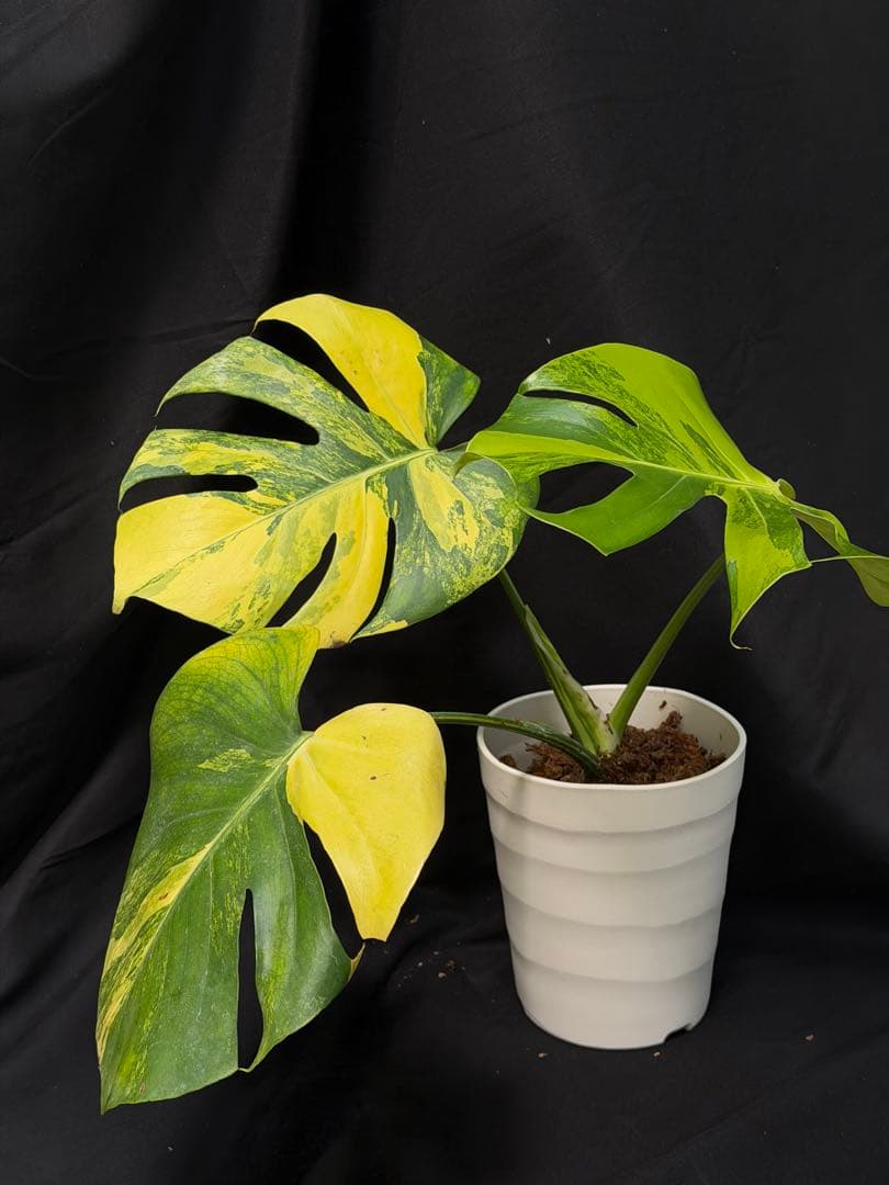 し*★様 1Bモンステラ デリシオーサ イエローマリリン 黄班 大株 オーレア