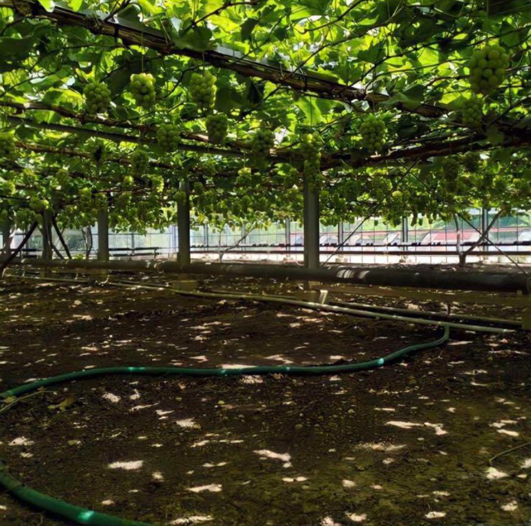 Plant様 恋人 ノワール フジ 少 美和 ほほえみ 天恵