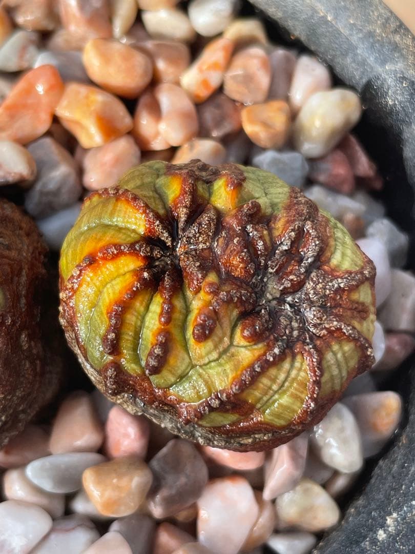 た*く様 オベサ綴化つき 極オールド ダブルヘッド