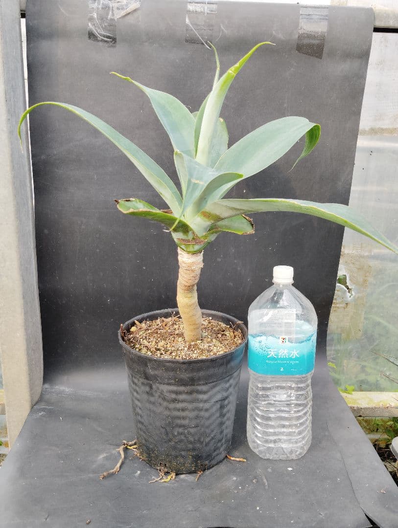 に*ろ様 アガベ　アテナータ　ハンチントンブルー