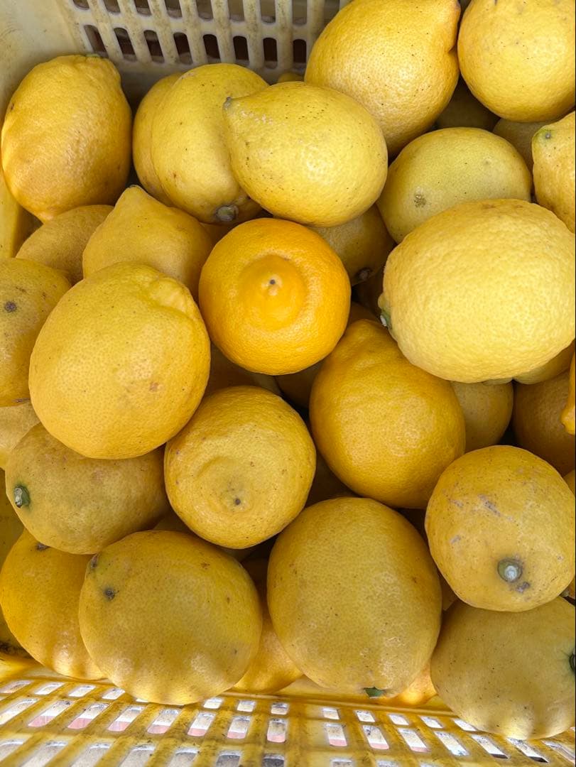 ☀︎国産瀬戸田レモン15kg前後　あんころもち様