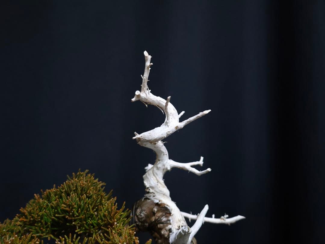 こ*じ様 フォロワー300人記念オークション 糸魚川真柏　太幹　葉性抜群小品盆栽