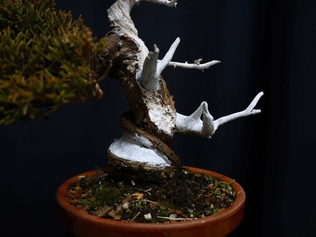 こ*じ様 フォロワー300人記念オークション 糸魚川真柏　太幹　葉性抜群小品盆栽