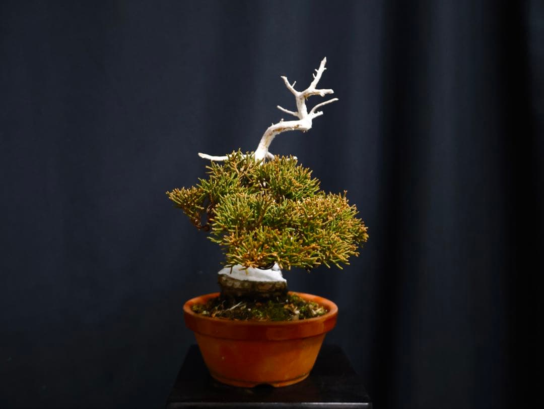 こ*じ様 フォロワー300人記念オークション 糸魚川真柏　太幹　葉性抜群小品盆栽