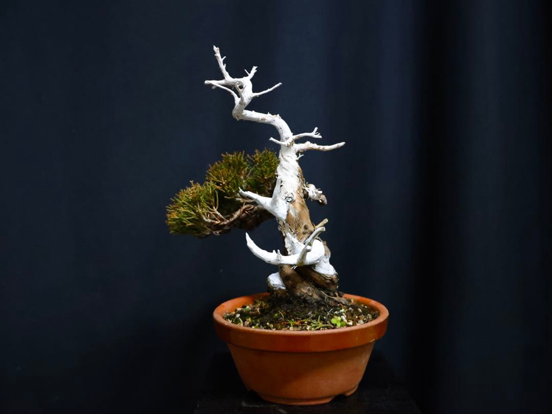 こ*じ様 フォロワー300人記念オークション 糸魚川真柏　太幹　葉性抜群小品盆栽