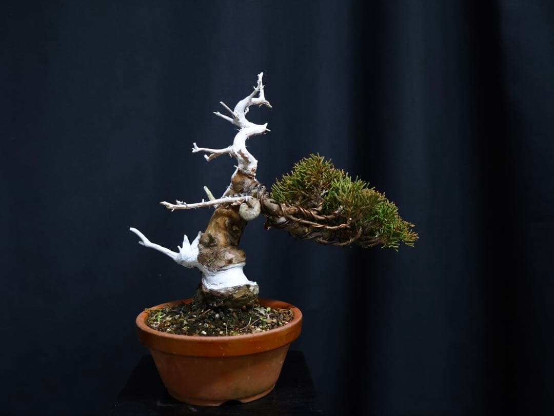 こ*じ様 フォロワー300人記念オークション 糸魚川真柏　太幹　葉性抜群小品盆栽