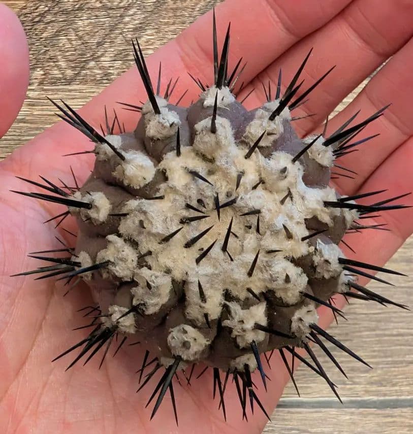 ア*エ様 コピアポア　シネレア　黒王丸　強棘①