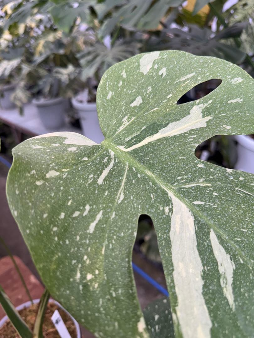 k*u様 1モンステラ　タイコンステレーション　スターライト