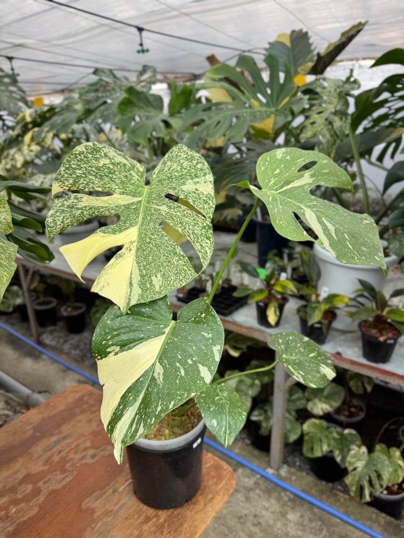 k*u様 1モンステラ　タイコンステレーション　スターライト