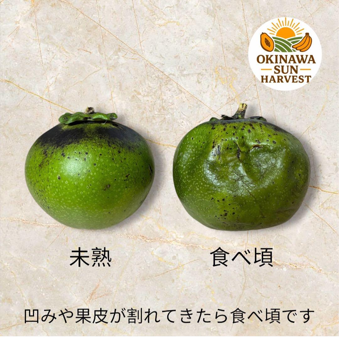 ブラックサポテ 9個