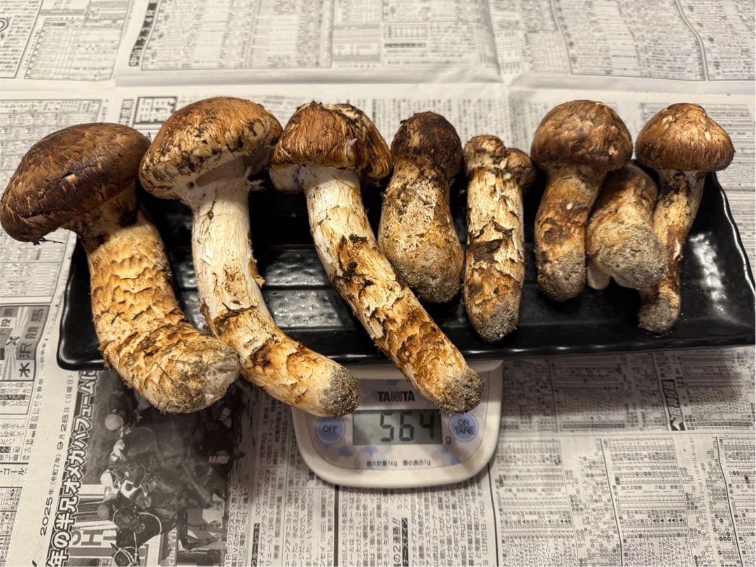 松茸　北海道　550g 訳あり　送料込　国産　②