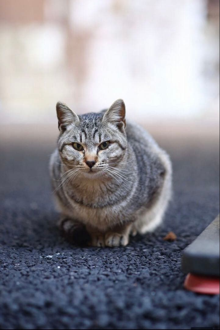 CANON EOSRシリーズ対応！ミラーレスカメラ用！サードパーティ製85mm