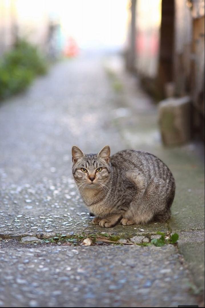 CANON EOSRシリーズ対応！ミラーレスカメラ用！サードパーティ製85mm