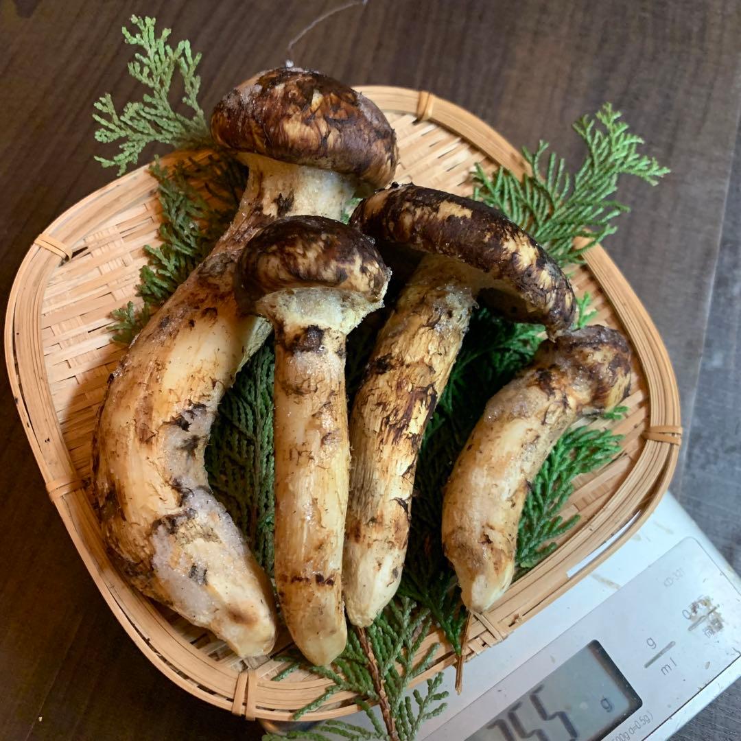 ⑥【岩手県産天然松茸】冷凍松茸　国産本場　つぼみ開き　255g